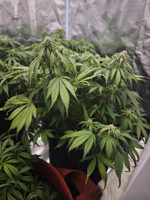 GC,SG and SS Autos 9Plants. Week 8