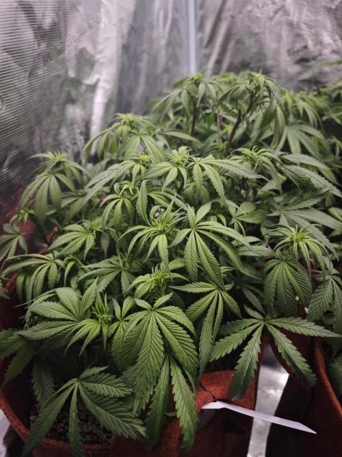 GC,SG and SS Autos 9Plants. Week 8