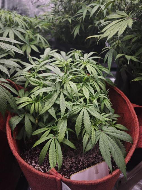 GC,SG and SS Autos 9Plants. Week 8