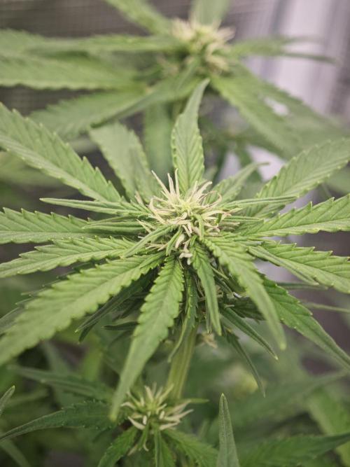 GC,SG and SS Autos 9Plants. Week 9