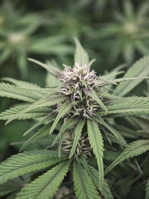 GC,SG and SS Autos 9Plants. Week 9