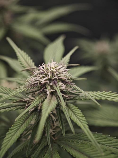 GC,SG and SS Autos 9Plants. Week 9