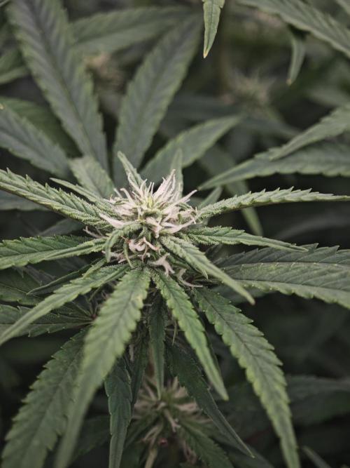 GC,SG and SS Autos 9Plants. Week 9