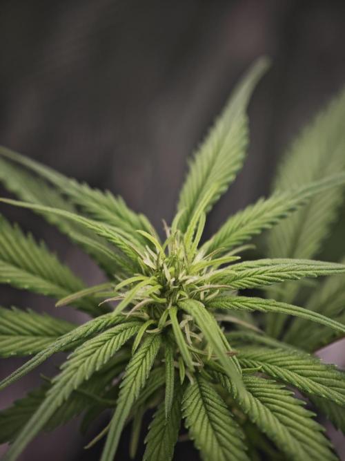 GC,SG and SS Autos 9Plants. Week 9