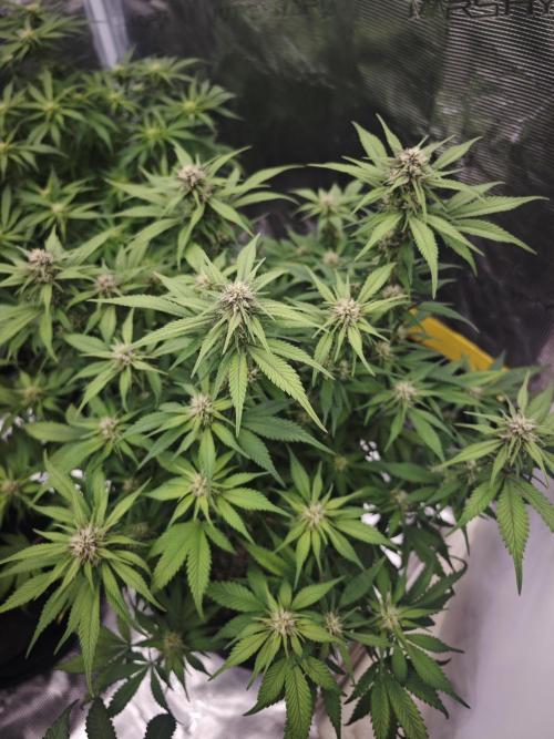 GC,SG and SS Autos 9Plants. Week 9