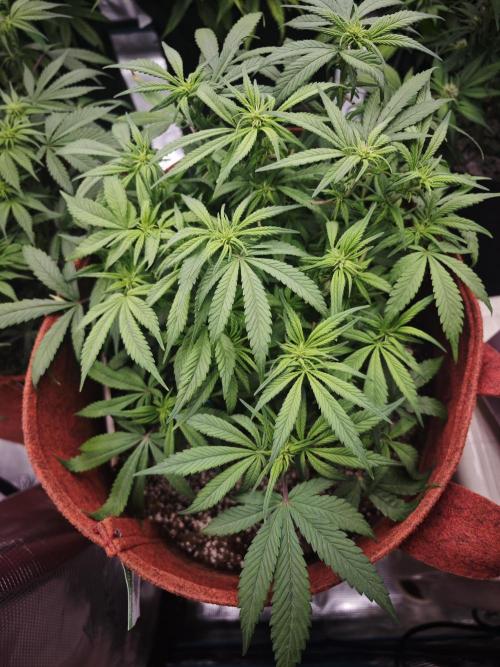 GC,SG and SS Autos 9Plants. Week 9