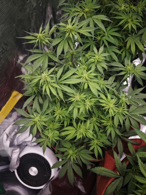 GC,SG and SS Autos 9Plants. Week 9