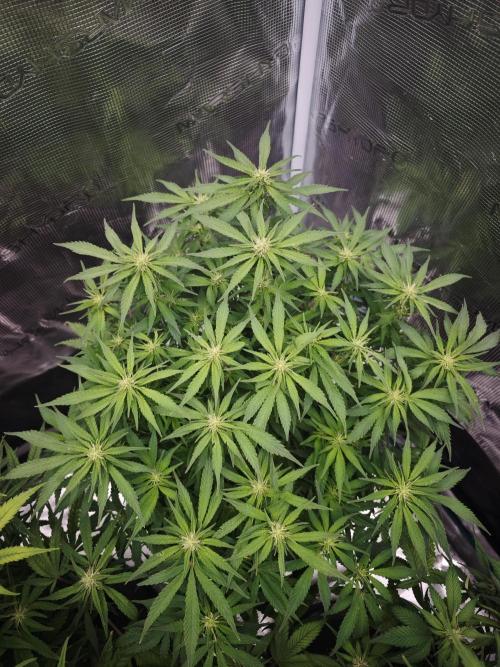 GC,SG and SS Autos 9Plants. Week 9