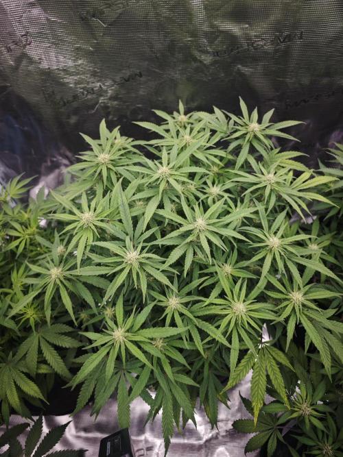 GC,SG and SS Autos 9Plants. Week 9