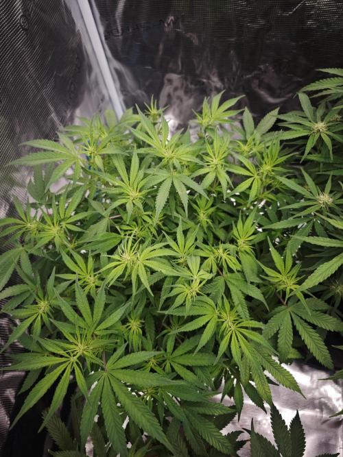 GC,SG and SS Autos 9Plants. Week 9