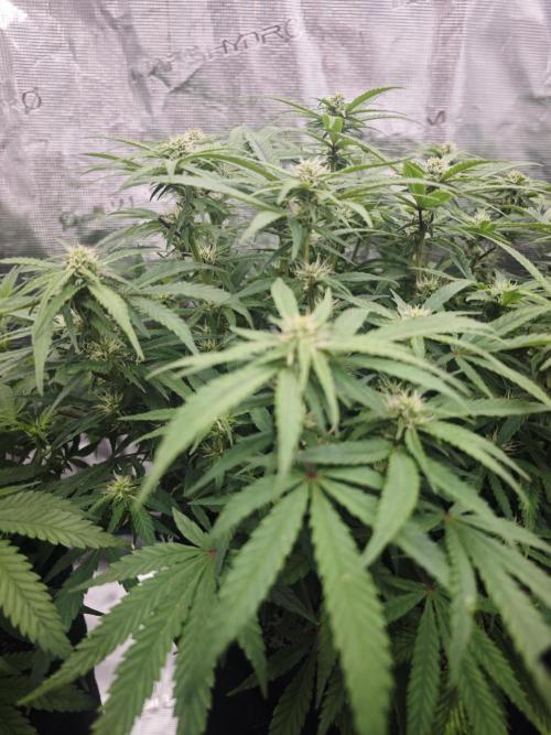 GC,SG and SS Autos 9Plants. Week 9