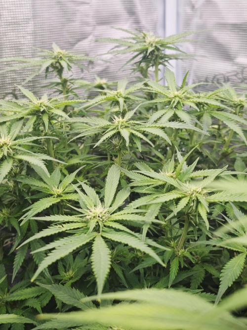 GC,SG and SS Autos 9Plants. Week 9