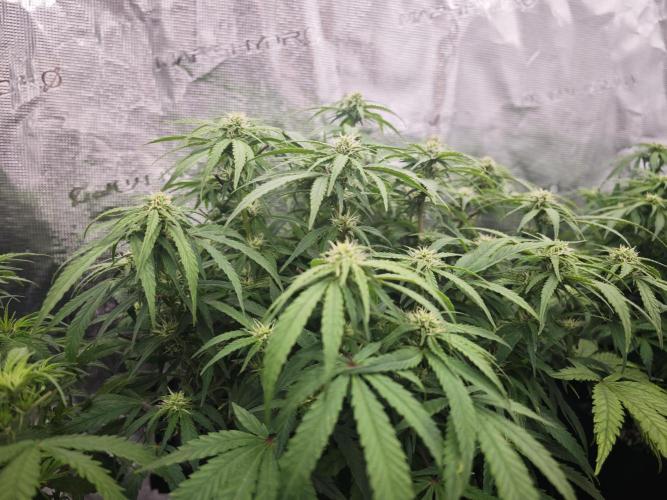 GC,SG and SS Autos 9Plants. Week 9