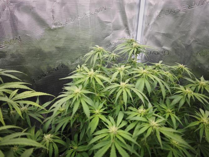 GC,SG and SS Autos 9Plants. Week 9