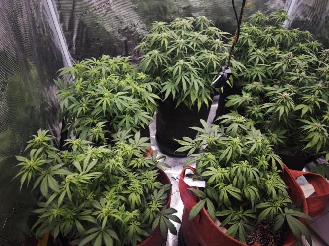 GC,SG and SS Autos 9Plants. Week 9