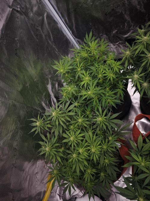 SG and SS Autos 6 Plants. Week 9