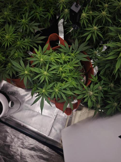 SG and SS Autos 6 Plants. Week 9