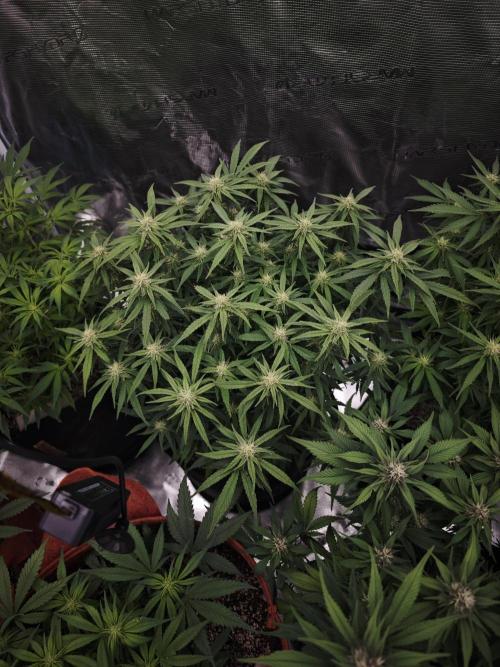 SG and SS Autos 6 Plants. Week 9