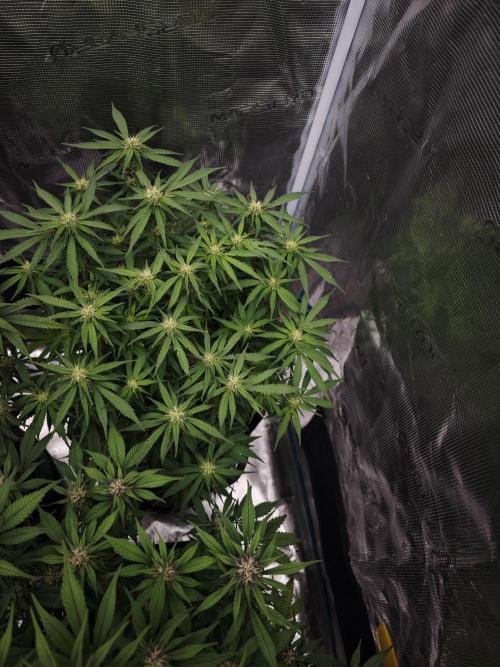 SG and SS Autos 6 Plants. Week 9