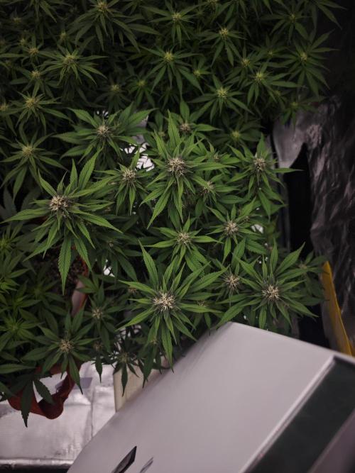 SG and SS Autos 6 Plants. Week 9