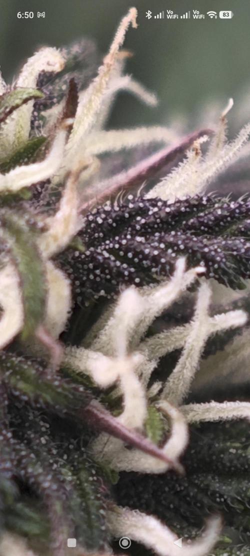 SG and SS Autos 6 Plants. Week 9