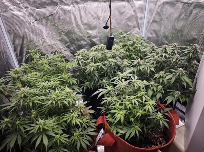 SG and SS Autos 6 Plants. Week 9