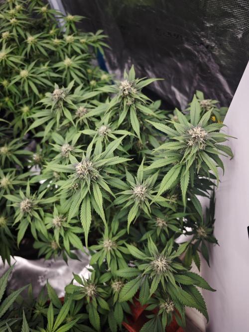 SG and SS Autos 6 Plants. Week 9