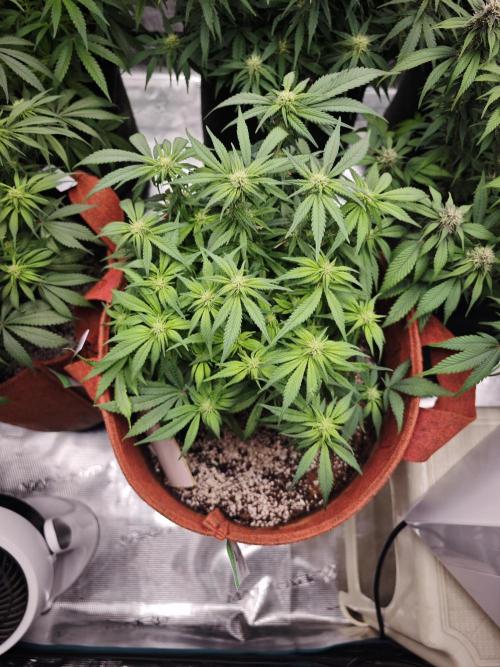 SG and SS Autos 6 Plants. Week 9