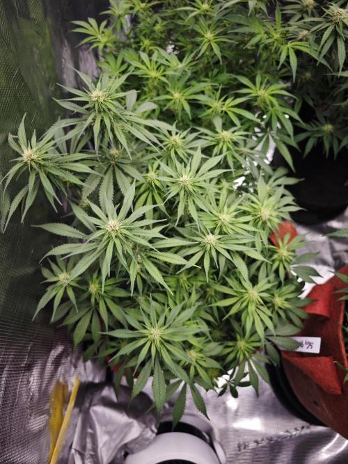 SG and SS Autos 6 Plants. Week 9