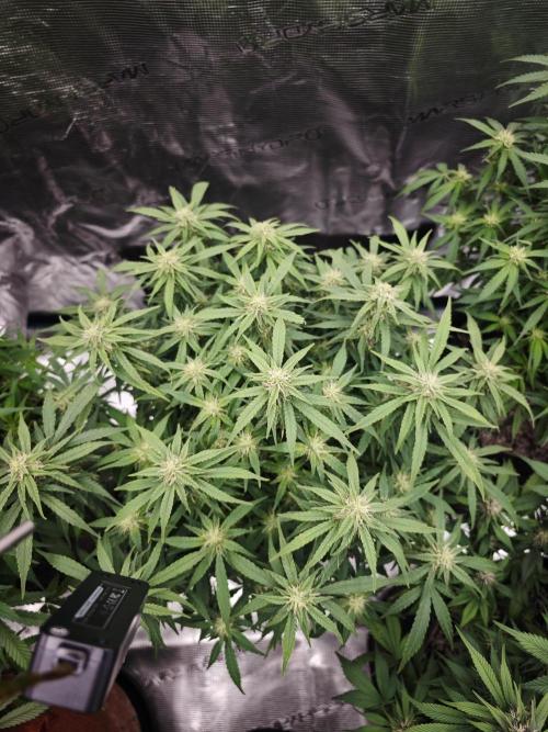 SG and SS Autos 6 Plants. Week 9