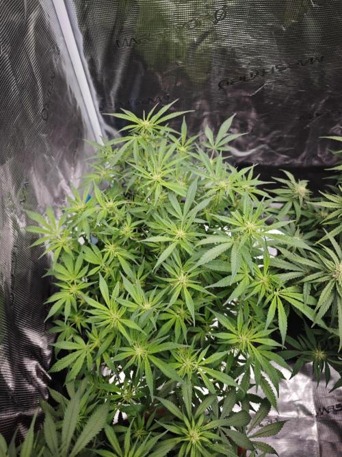 SG and SS Autos 6 Plants. Week 9