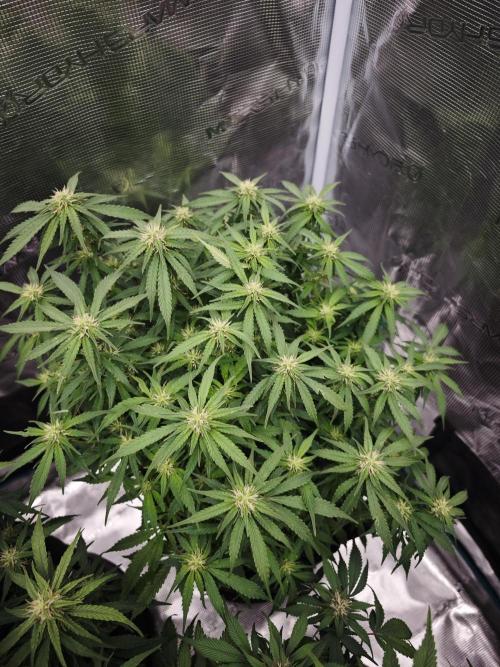 SG and SS Autos 6 Plants. Week 9