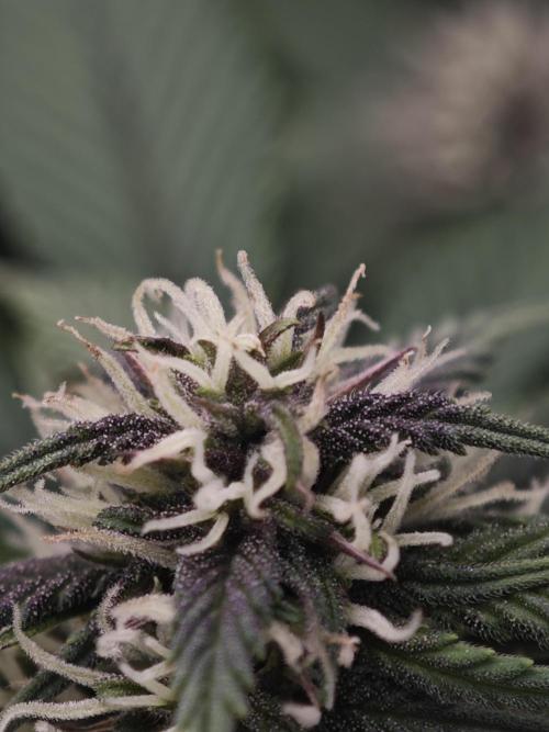 SG and SS Autos 6 Plants. Week 9