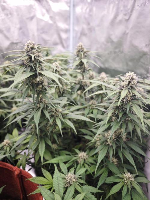 SG and SS Autos 6 Plants. Week 9