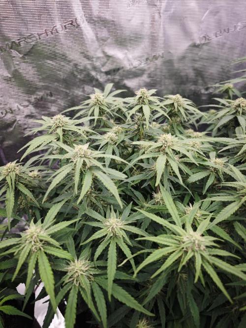 SG and SS Autos 6 Plants. Week 9