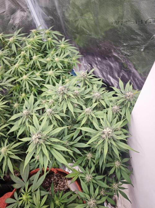 SG and SS Autos 6 Plants. Week 9