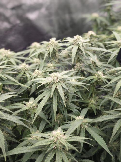 SG and SS Autos 6 Plants. Week 9
