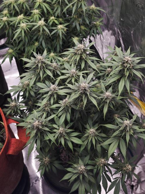 SG and SS Autos 6 Plants. Week 10