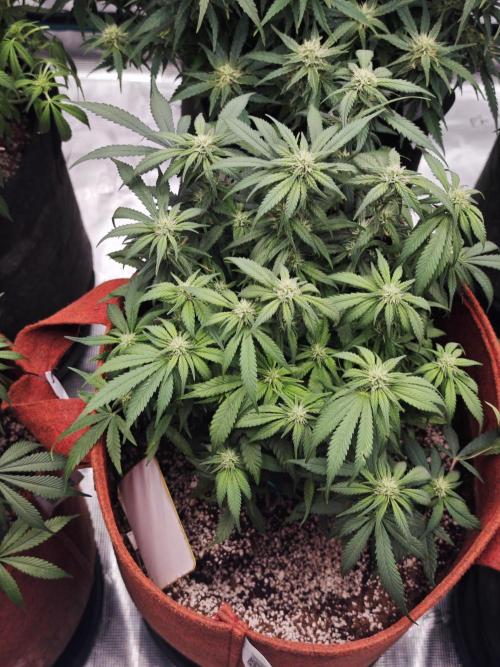 SG and SS Autos 6 Plants. Week 10