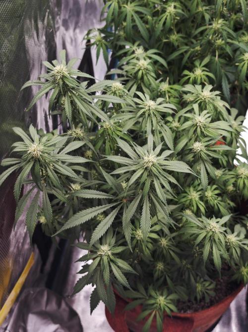 SG and SS Autos 6 Plants. Week 10
