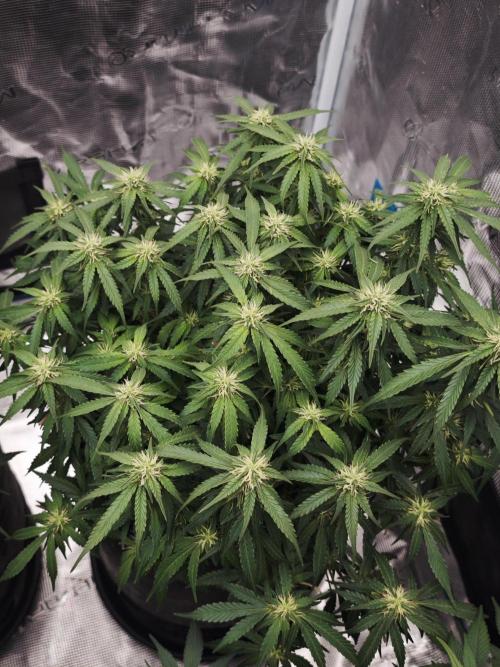 SG and SS Autos 6 Plants. Week 10