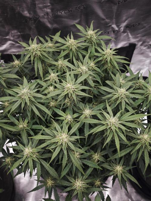 SG and SS Autos 6 Plants. Week 10