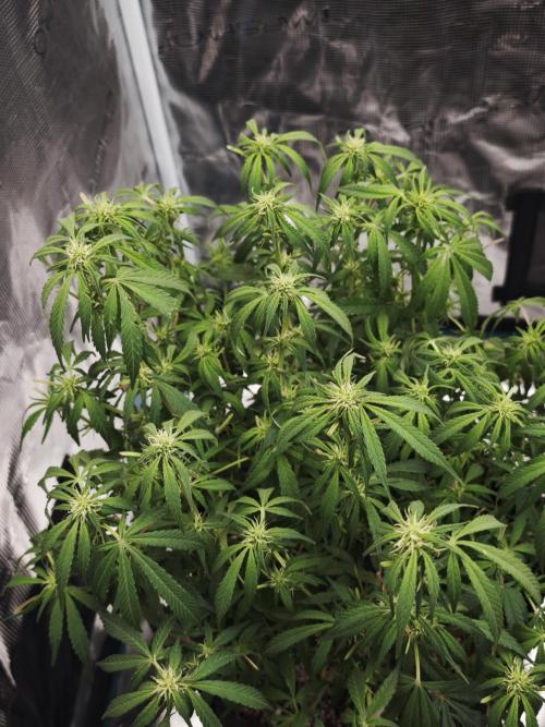 SG and SS Autos 6 Plants. Week 10