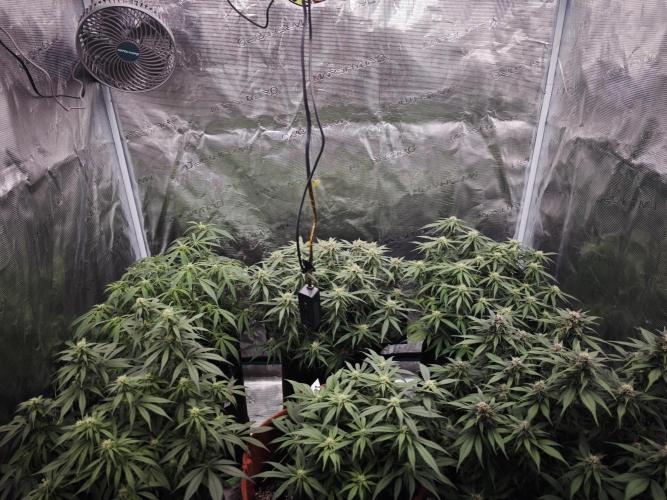 SG and SS Autos 6 Plants. Week 10