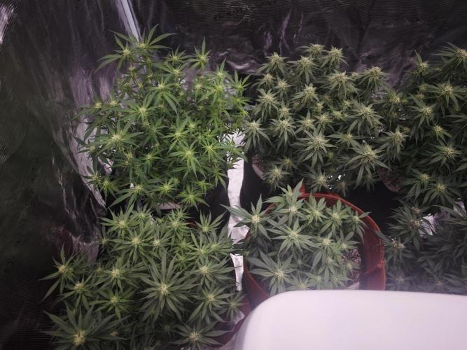 SG and SS Autos 6 Plants. Week 10
