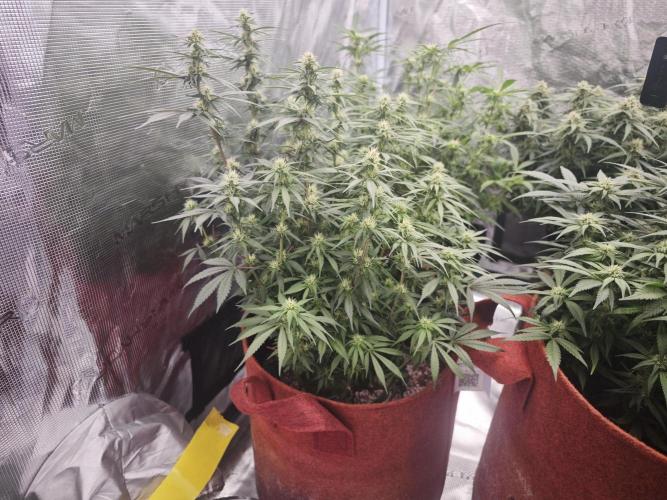SG and SS Autos 6 Plants. Week 10