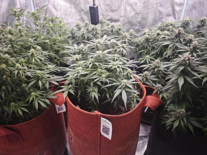 SG and SS Autos 6 Plants. Week 10