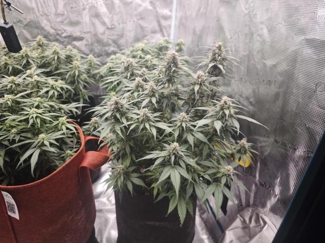 SG and SS Autos 6 Plants. Week 10