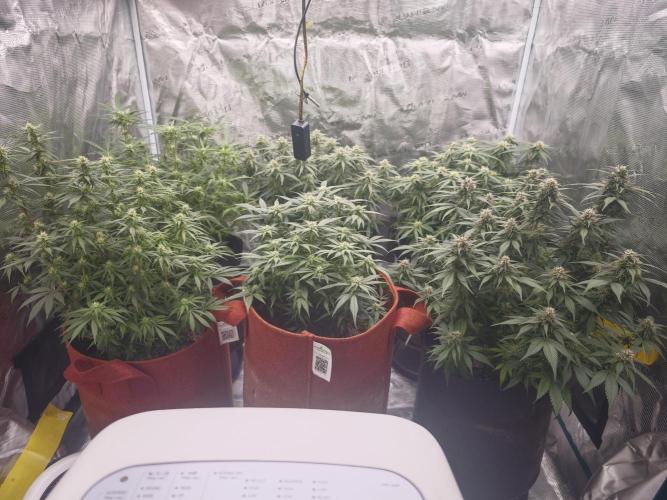 SG and SS Autos 6 Plants. Week 10