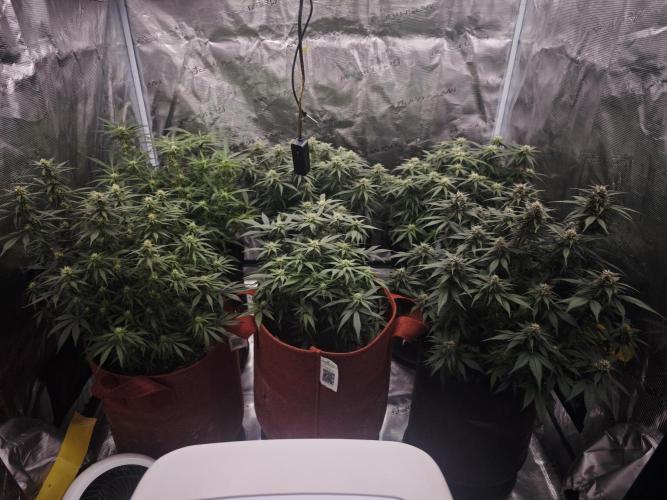 SG and SS Autos 6 Plants. Week 10